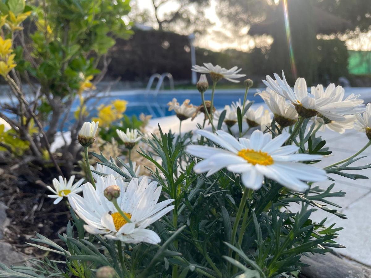 Villa Herlinda Costa Brava - With Swiming Pool Massanet De La Selva Eksteriør bilde